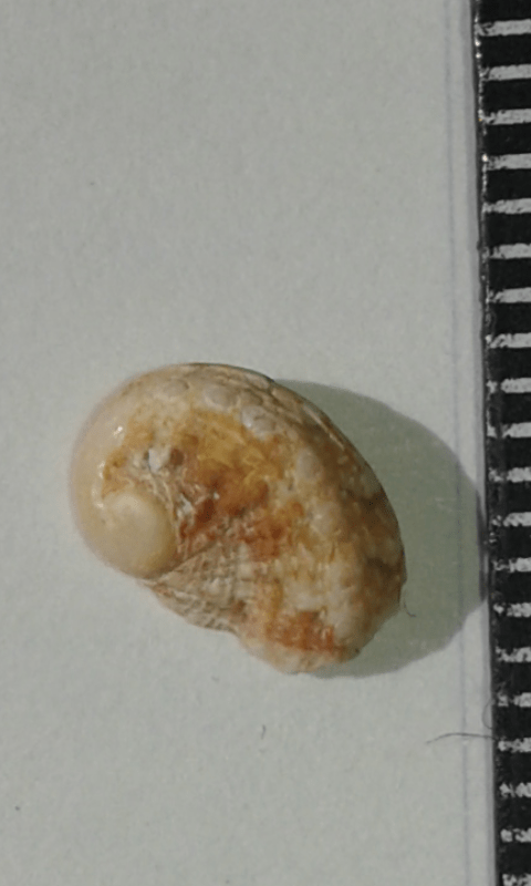 Haliotidae : Haliotis da ID